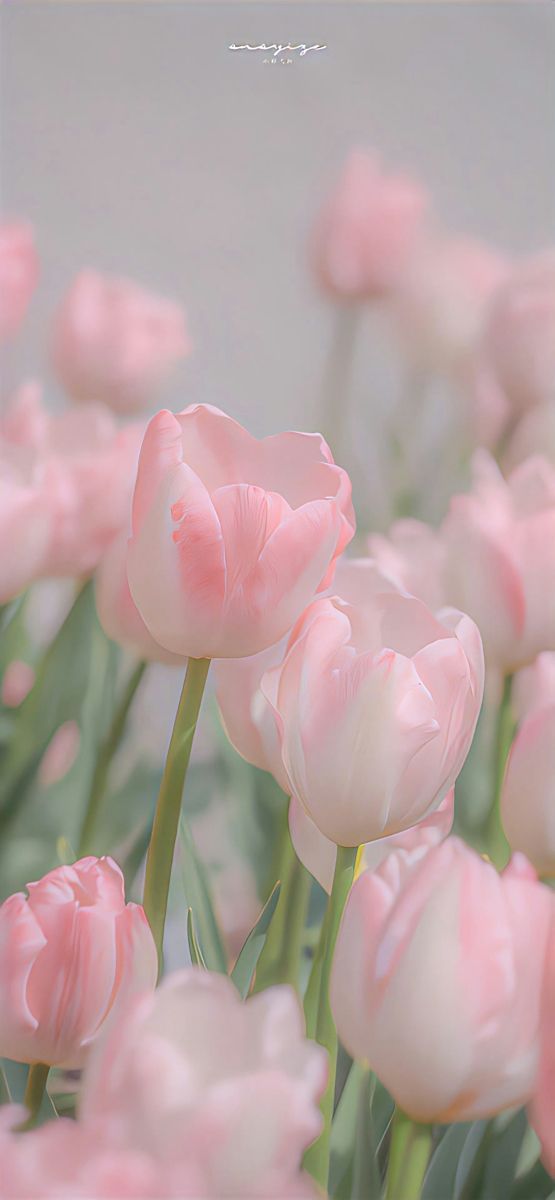 inscription 0877b70cc10ba0d304b048f7ca4583fa42fbc5e4d4cdf53a06a053cc9eba094ei0