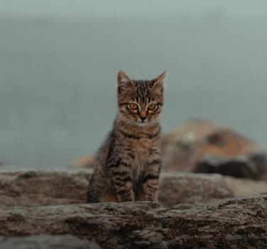 inscription 0afde57695bd963796d86784460fdf445cea2d0b1d7e78750ae1f4caf2a126a8i0