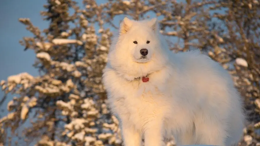 inscription 4ad9f1706a6f95af6b490402a685f1a5a181c5645ca7398e10d20a2f9ef99ed5i0