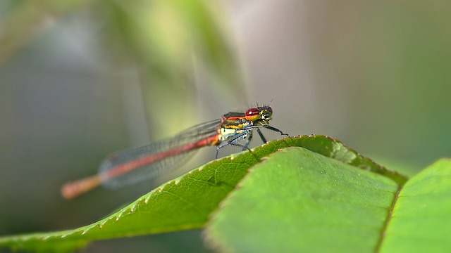 inscription 6581ec409b694f187dc6ab8d56cc774b898252ba026aa0b5554208b1d19cbfa9i0