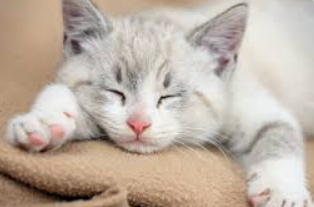 inscription aea936e35a26c4bdc1cfd148d204547d055942d37f6b1641a2a944ba44dd0b1di0