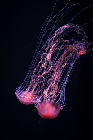 inscription af0ca03e86f3bb79b81f9a16a48c8b0e88a7fa0dfd28320aa2e5c143e376be09i0