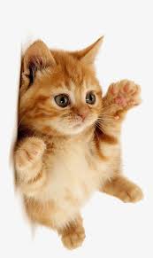 inscription c24df49e882aff197d25544bb76a092cbff3f5bdbca4e0727f4b071a1df44a47i0