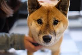 inscription d16ef2b0b8a4a631c14aa426fd0bcba2a71b7ff903deccfbf5c895a3636b21e8i0