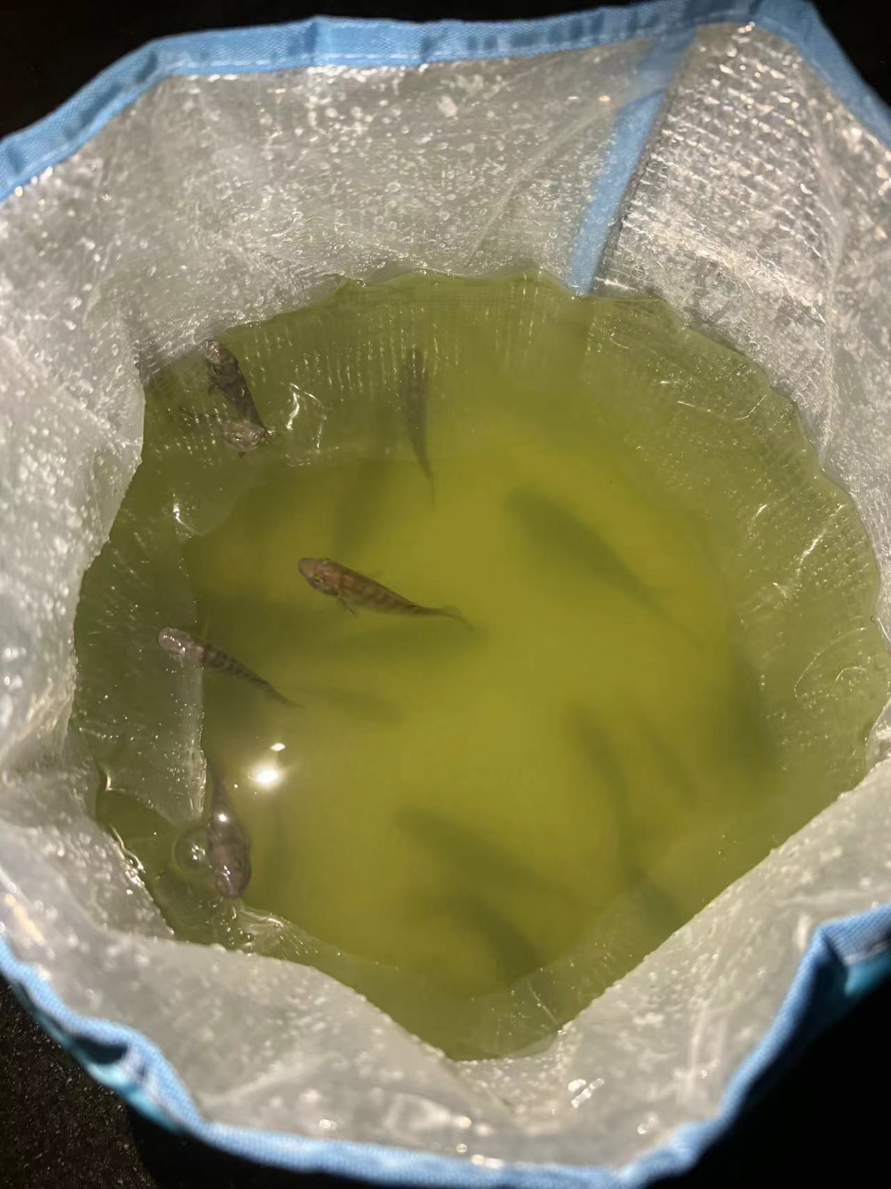 inscription eaa7eb33dbb47a9bbc96e8f55fe09d13ed4450a2b248bcff1bb4866e162c267fi0